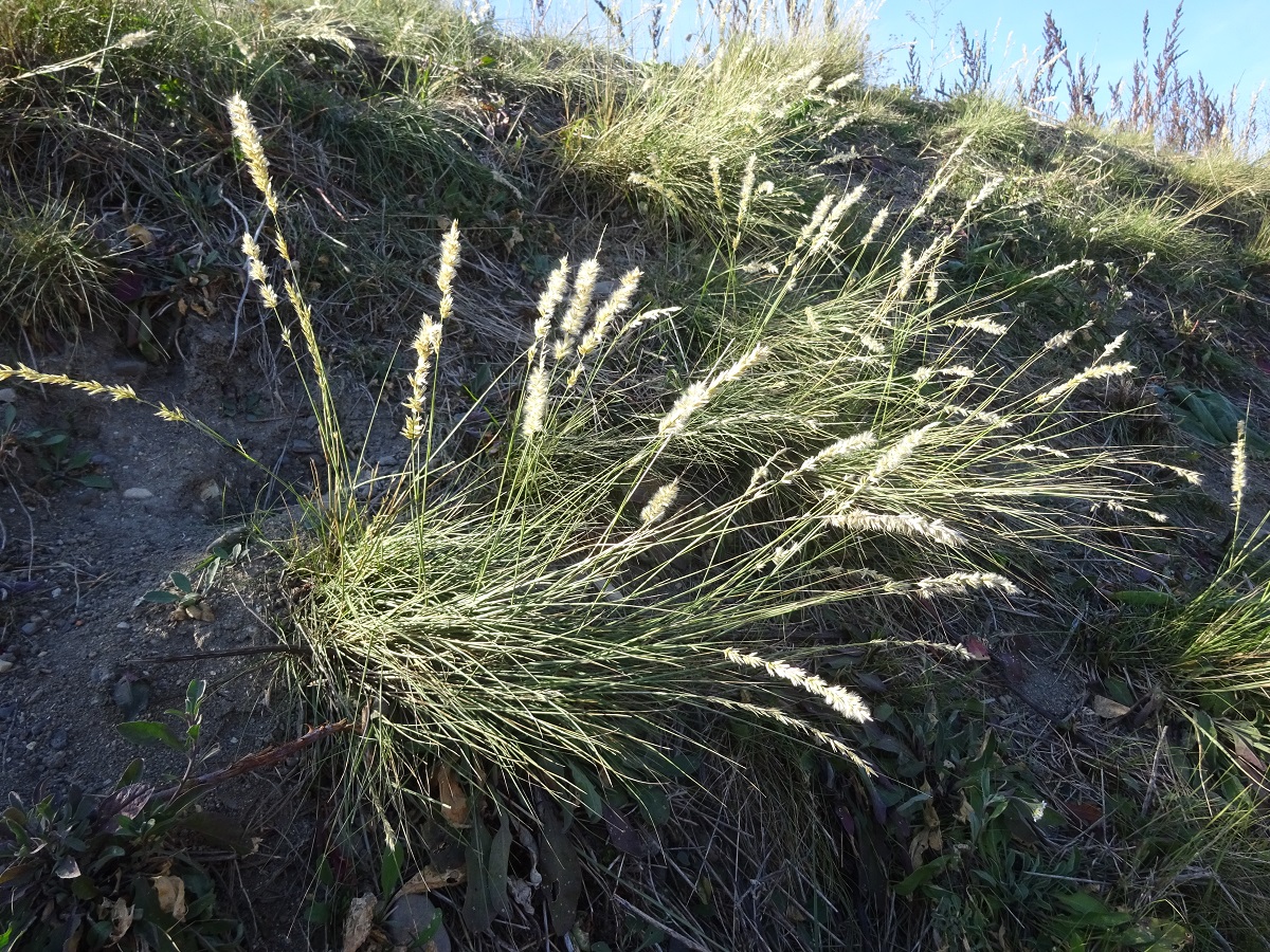 Melica ciliata subsp. ciliata (Poaceae)
